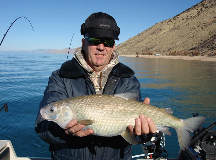 boneville whitefish