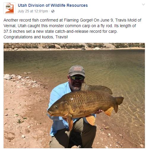 flaming gorge carp