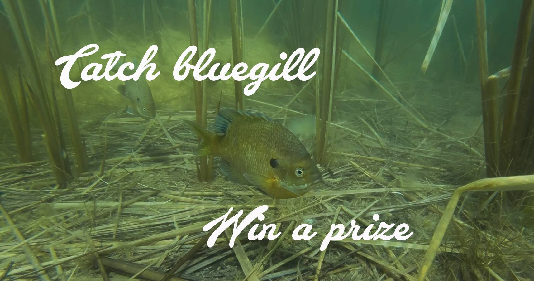 lake powell bluegill