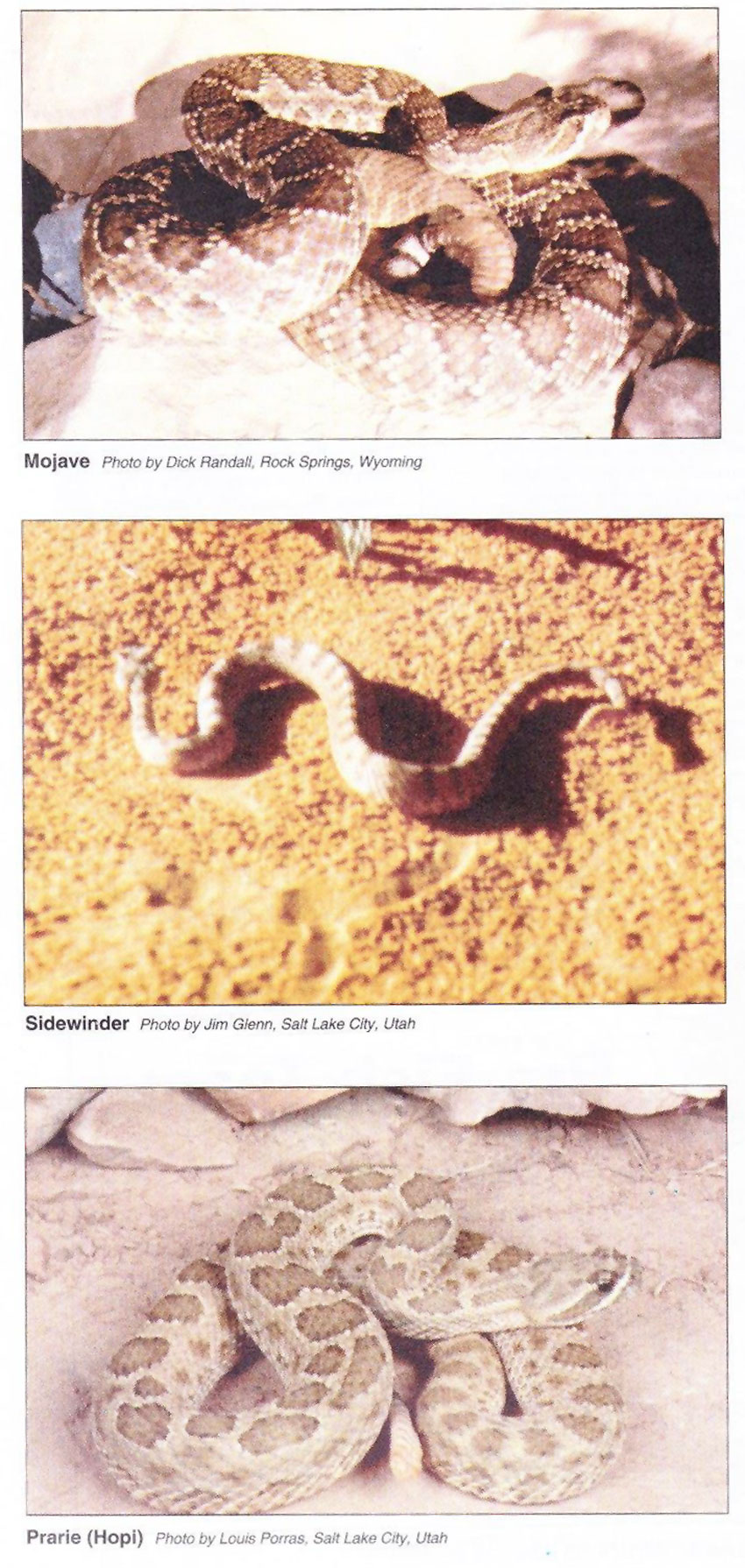 rattle snakes 2
