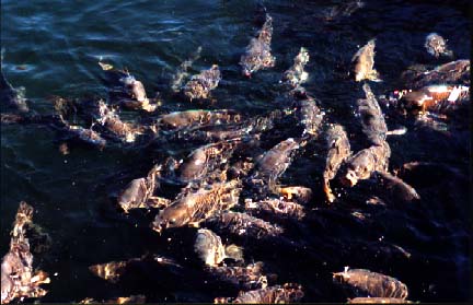 carp.jpg (36220 bytes)